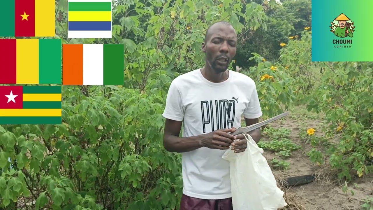 LA MERVEILLE DES FEUILLES DE MARGUERITE EN AGRICULTURE BIOLOGIQUE
