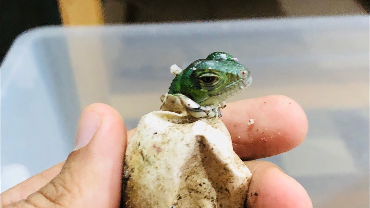 ايجوانا بتطلع من البيضة | احساس رائع  iguana hatching
