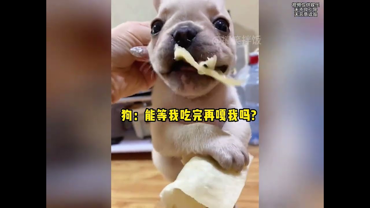『幹壞事被發現的狗子們』#看一遍笑一遍 #狗狗的心思都寫在臉上了 #狗子成精了 #狗狗 #搞笑