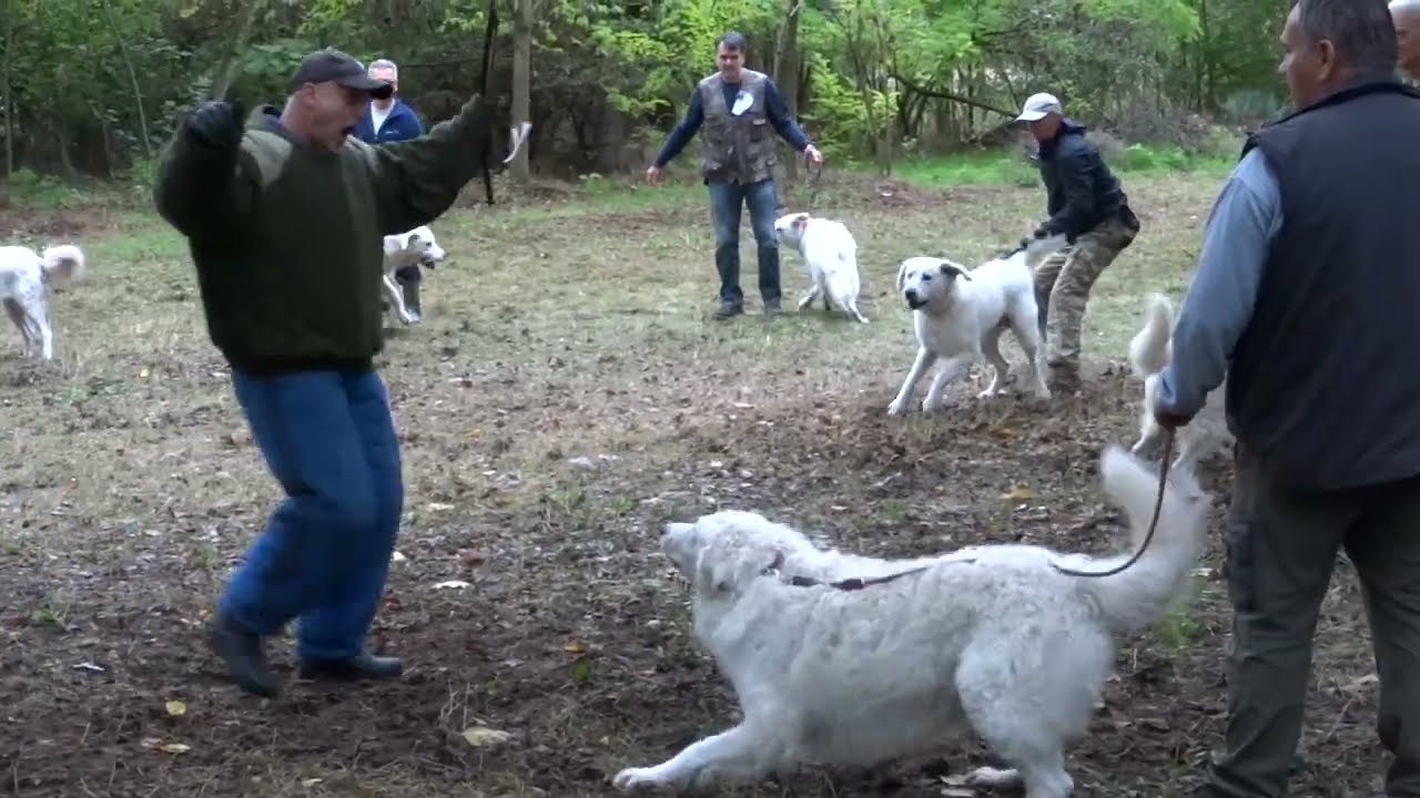 Falkateszt - Gyémánt Kuvasz Kupa IV.