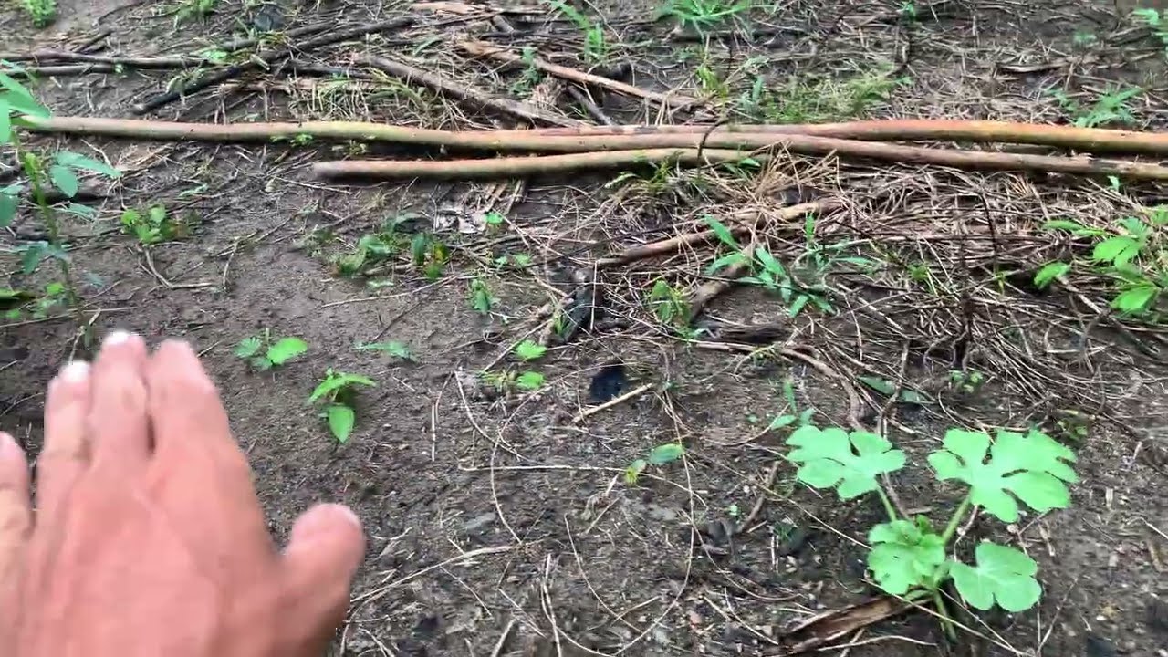Como plantar melancia e ganhar dinheiro numa época que ninguém planta(difícil vc não querer plantar)