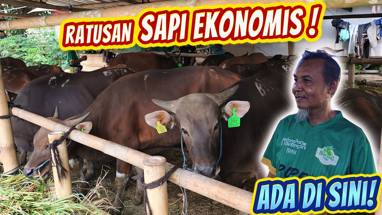 Sapi qurban murah di bogor, Kelas DKM harga ekonomis 20 Jutaan Nego!