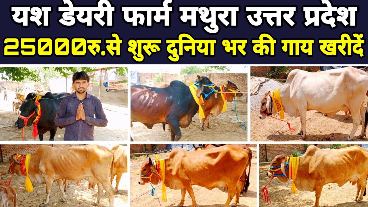 25 हजार रु.से शुरू एक बढ़कर एक दुनिया भर की गाय/Yash Dairy Mathura Uttar Pradesh/Dairy Farm Up ||