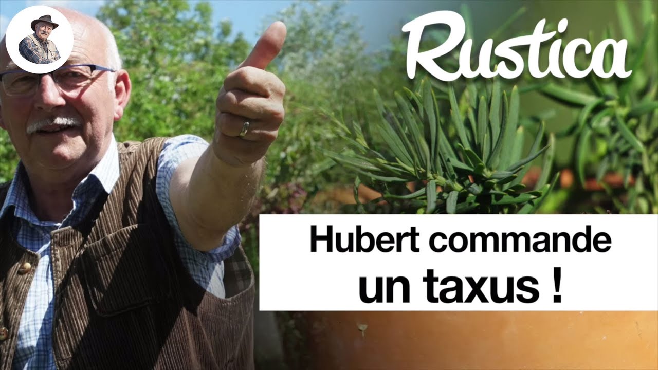 Bouturer l’if