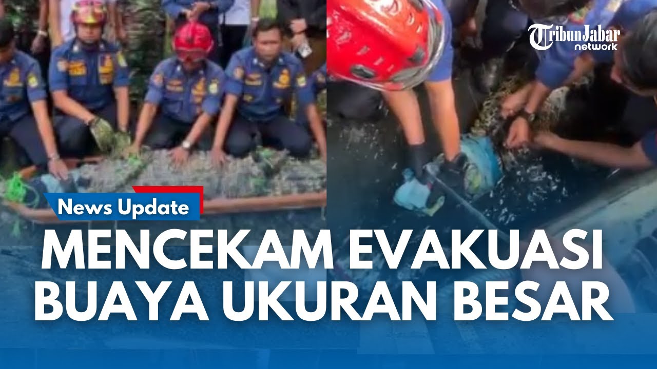 TERUNGKAP !!! Buaya Raksasa Muncul Di Permukiman di Desa Sukaharja Ternyata Milik Warga