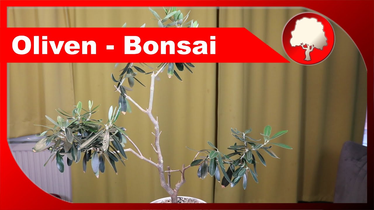 Oliven-Bonsai - Grundgestaltung eines Bäumchens - Großstadtgärtnern