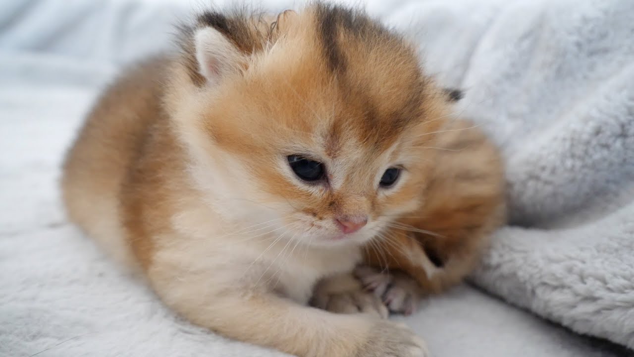 Kitten fights back against mama cat despite having a cute face