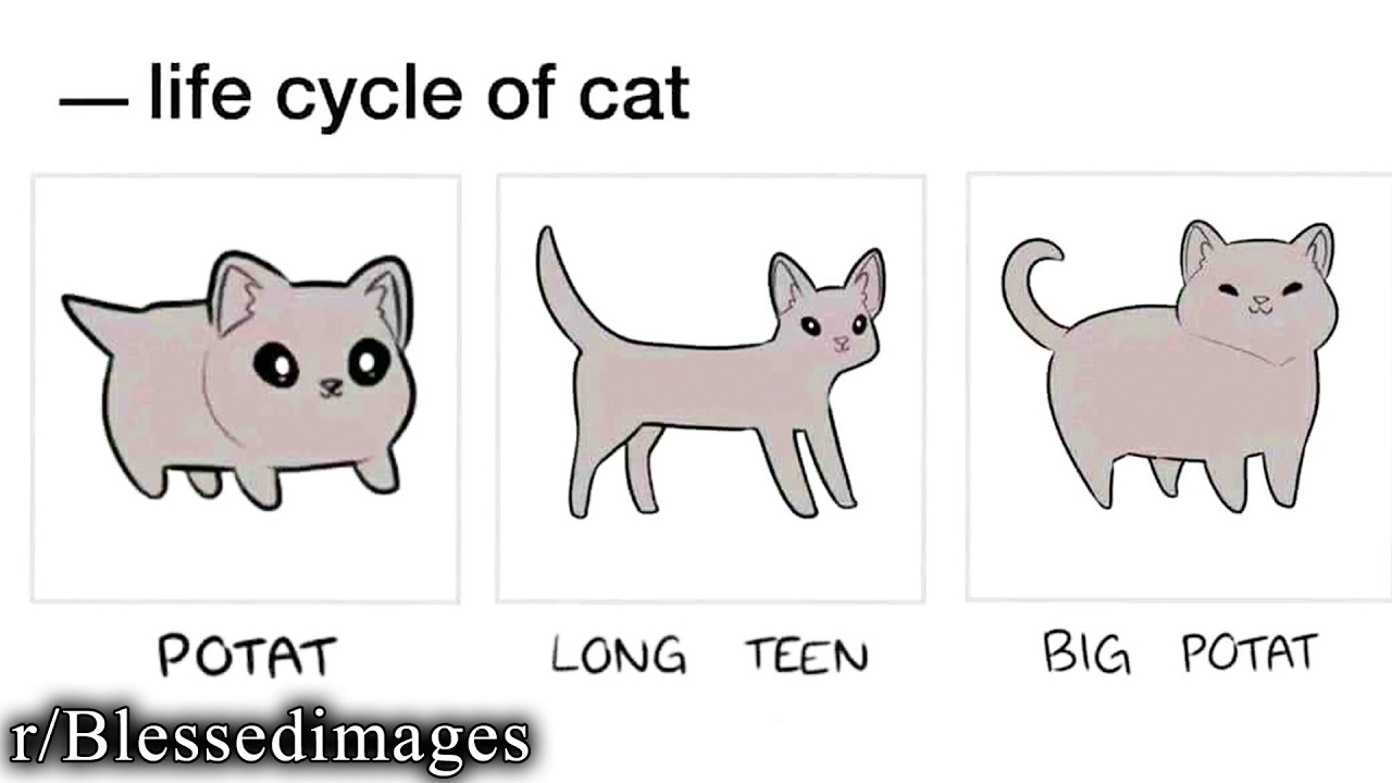 reddit's blessed images