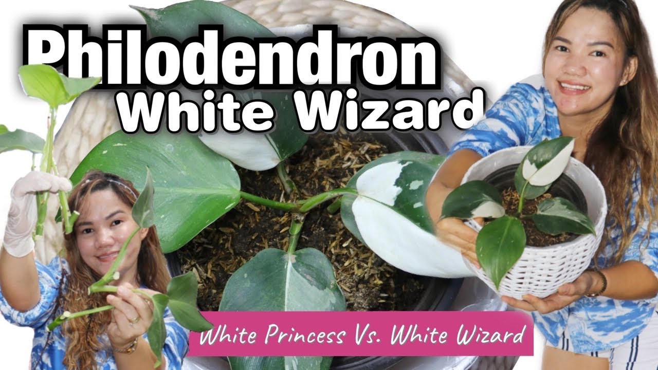 HOW TO PROPAGATE PHILODENDRON WHITE WIZARD ,AIR LAYERING | White wizard Vs.White Princess| Lovekye 8