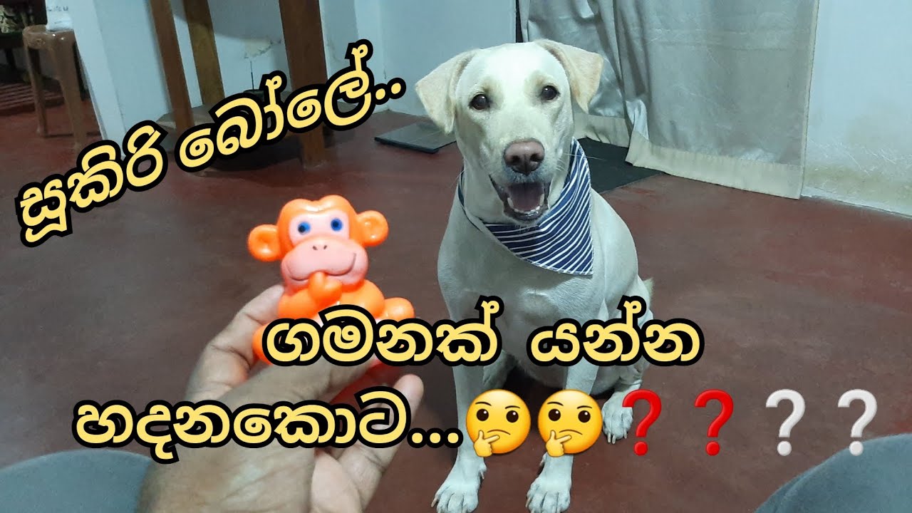 හරිම පුදුමයි..තාත්තා ගමනක් යන්න හදනකොට..??? | Nekii Girl | Nekiibaba