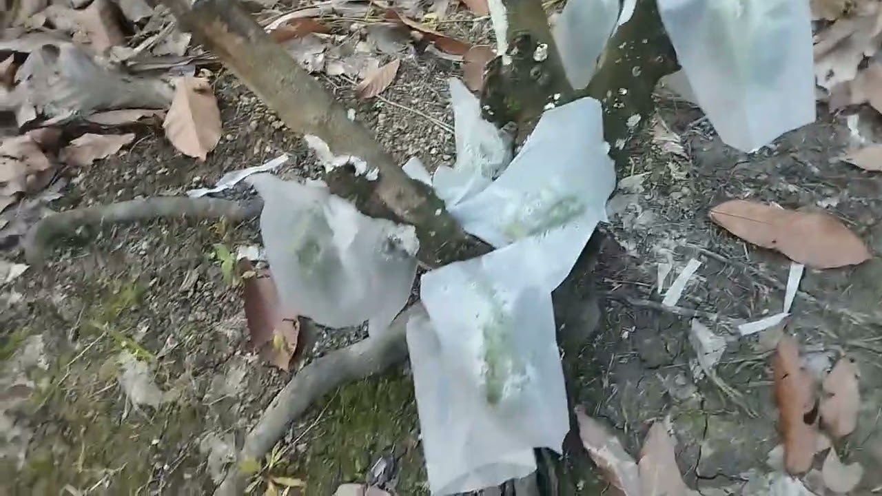 Kebun koko dan kelapa haji Halim tahun 2026