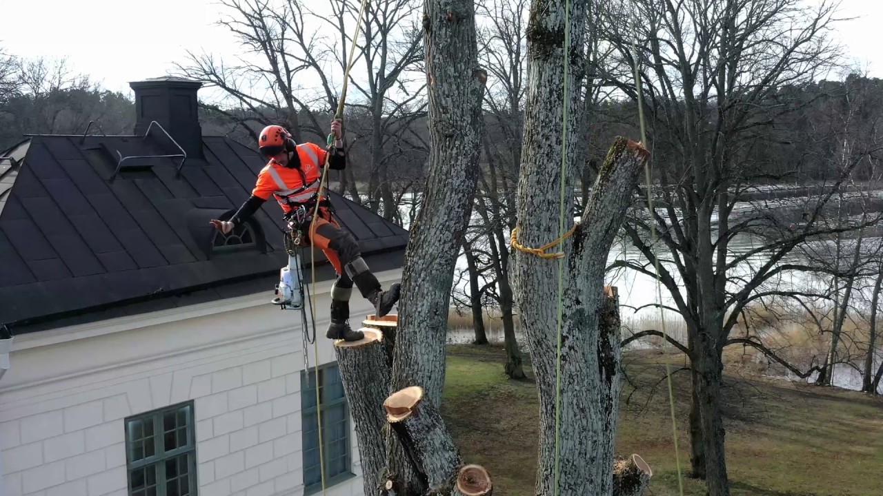 Arborists at Näsby Castle