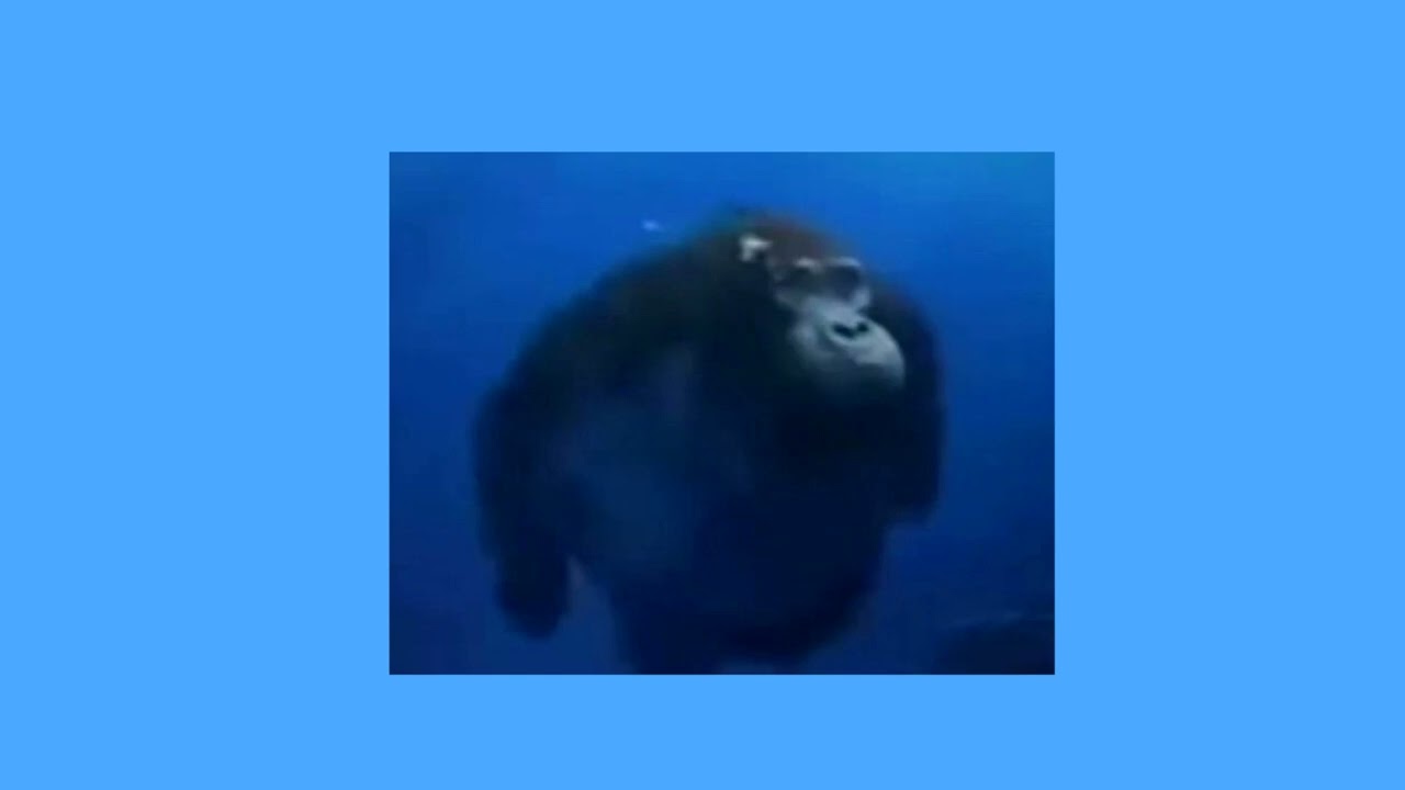 Life could be a dream  🐵 (Sped up)