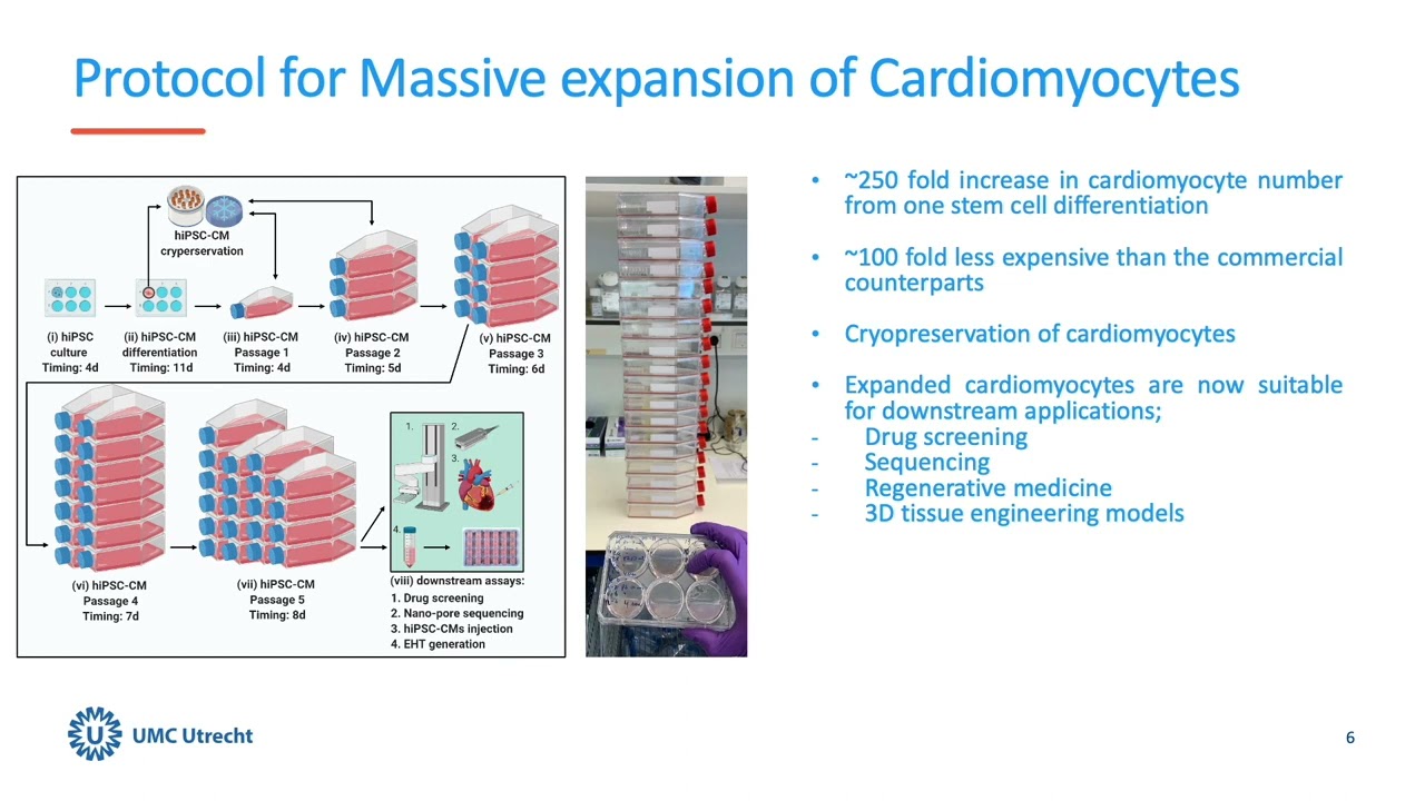 Massive expansion and biobanking of stem cell derived cardiomyocytes | UMC Utrecht