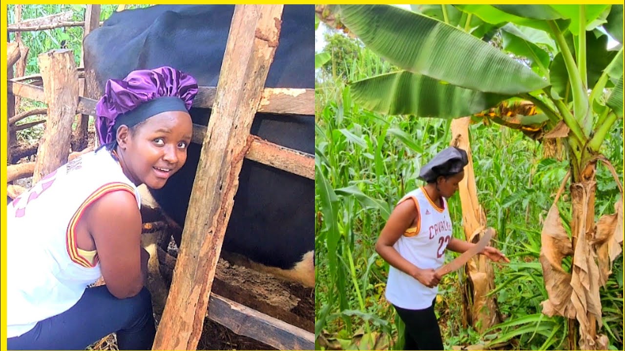 Being a Village Girl❤️/ Milking our cow/ Harvesting/ etc/ Luciana Creative