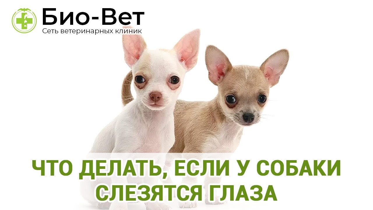 Что делать, если у собаки слезятся глаза