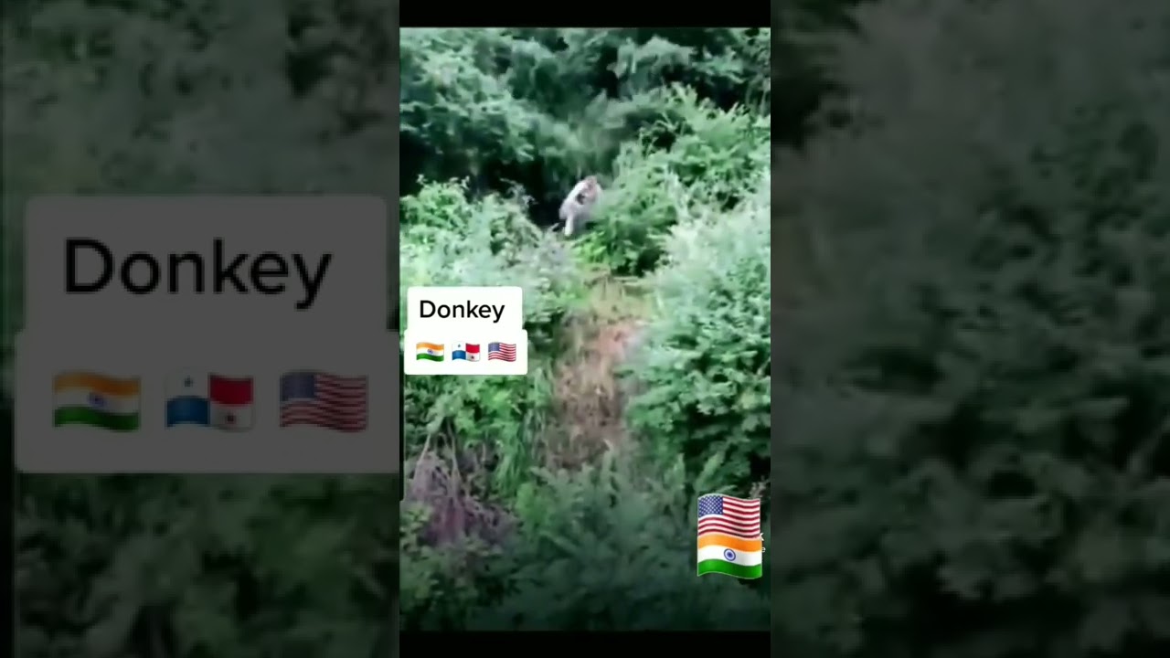 Usa Donkey wale🇺🇸/ America wale🇺🇸 / 