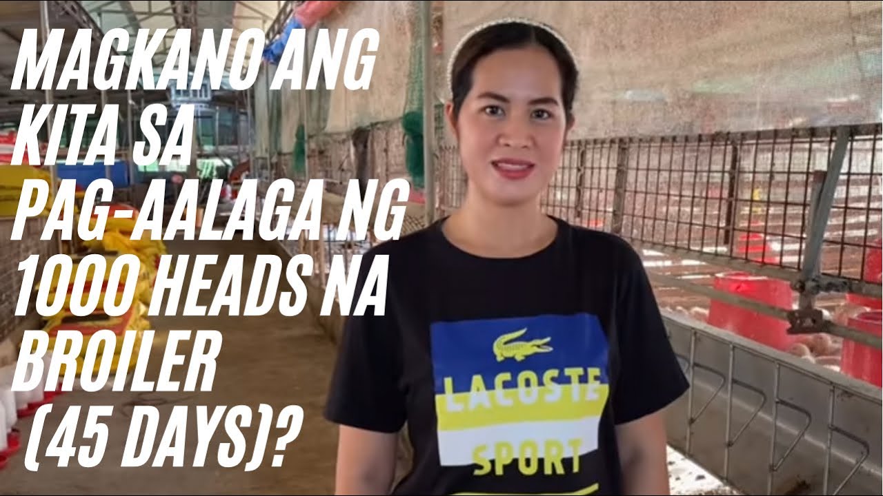 PART 3 - Magkano ang kita sa  pag-aalaga  ng 1000 heads na broiler/45days (1st grow)
