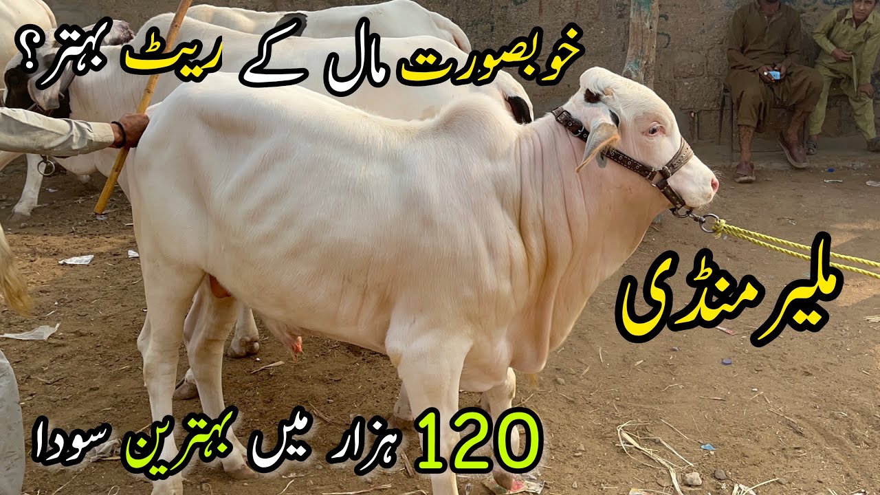 Malir Mandi Karachi Cattle Rates Update | 7 November 2023 |  Cow Mandi 2024