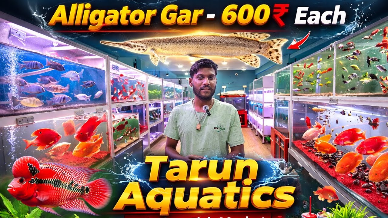 600₹க்கு Alligator Gar 😱 - Tarun Aquatics | Kolathur Fish Market Shock Price! #alligatorfish #gubby