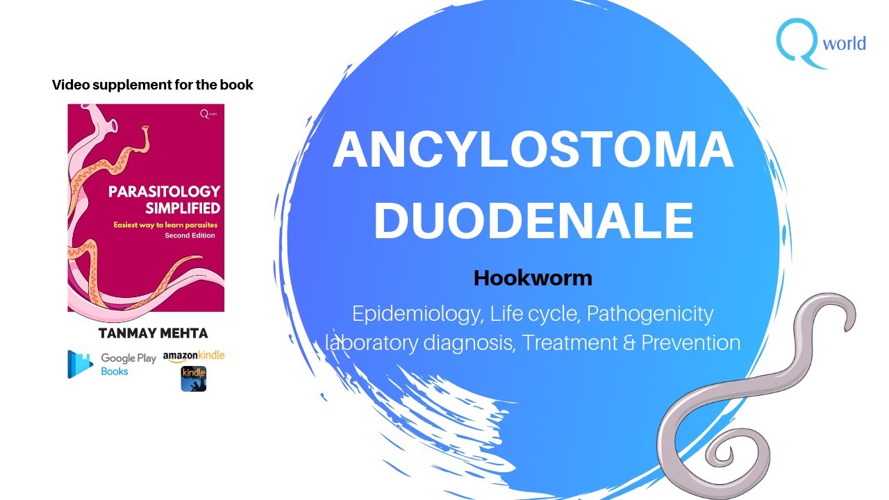 Hookworm (Ancylostoma duodenale): Parasitology Simplified tutorials: for NEET-PG, NEXT, USMLE, PLAB