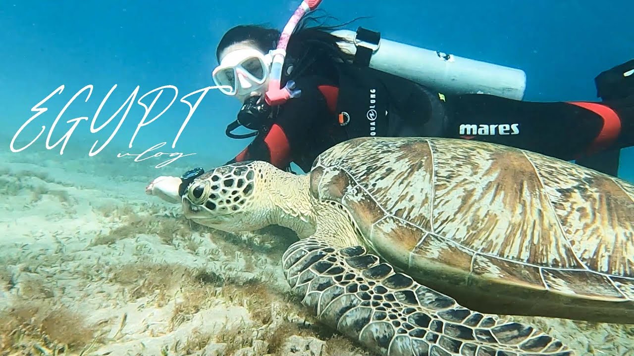I WAS DIVING WITH TURTLES IN EGYPT!  🐢✨| Excinderella vlog