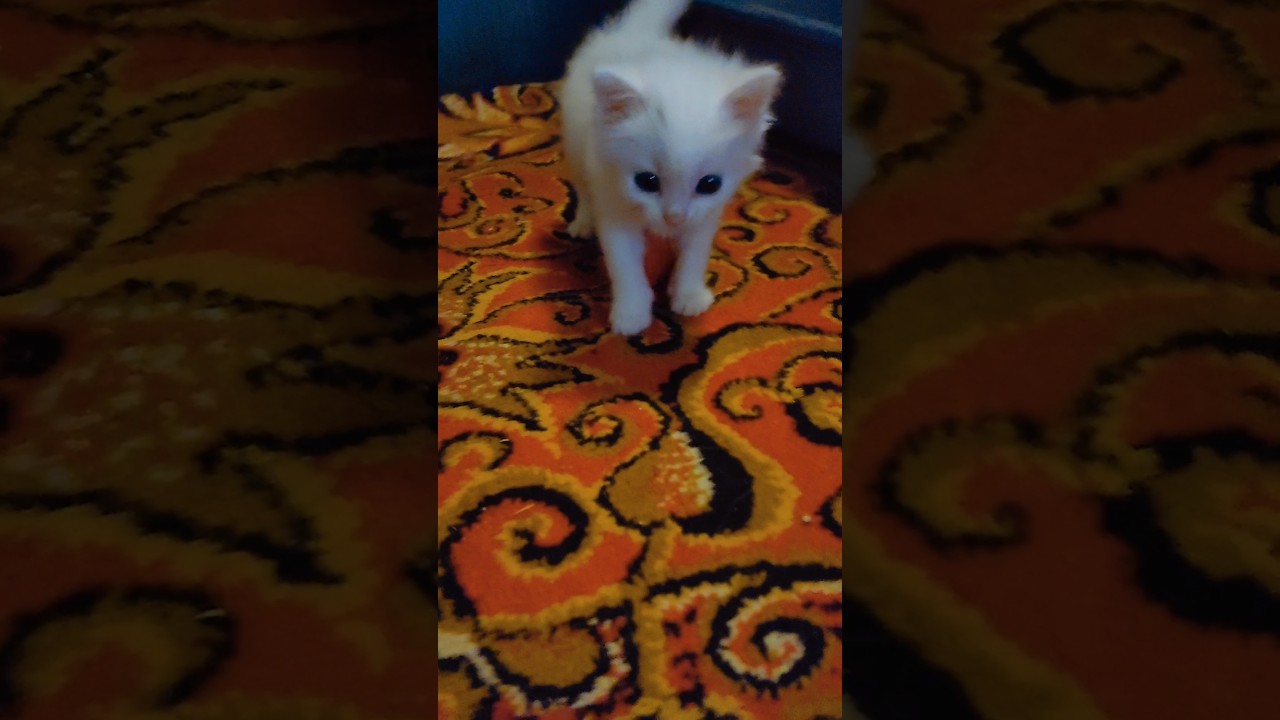 Постав манюні лайк і підпишись.... #cat #киця #pets #котофейка #kitten