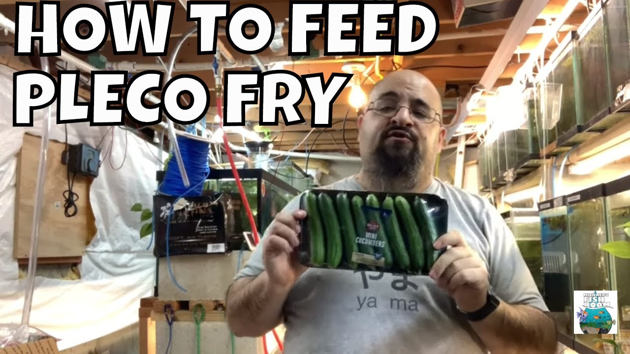 HOW TO FEED PLECO FRY AND MAKE YOUR PLECO FRY GROW FAST
