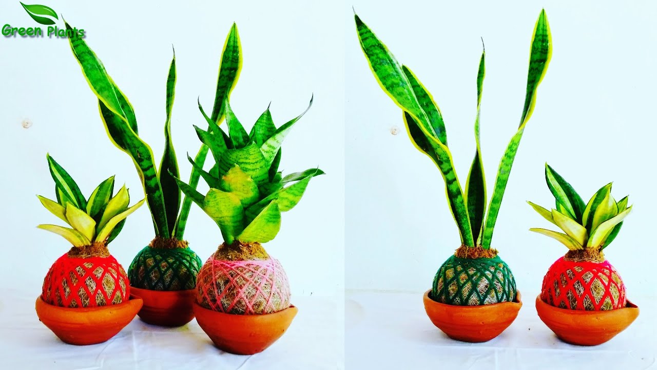 How to Grow Snake Plant Kokedama | Snake plant Indoor Decoration//GREEN PLANTS