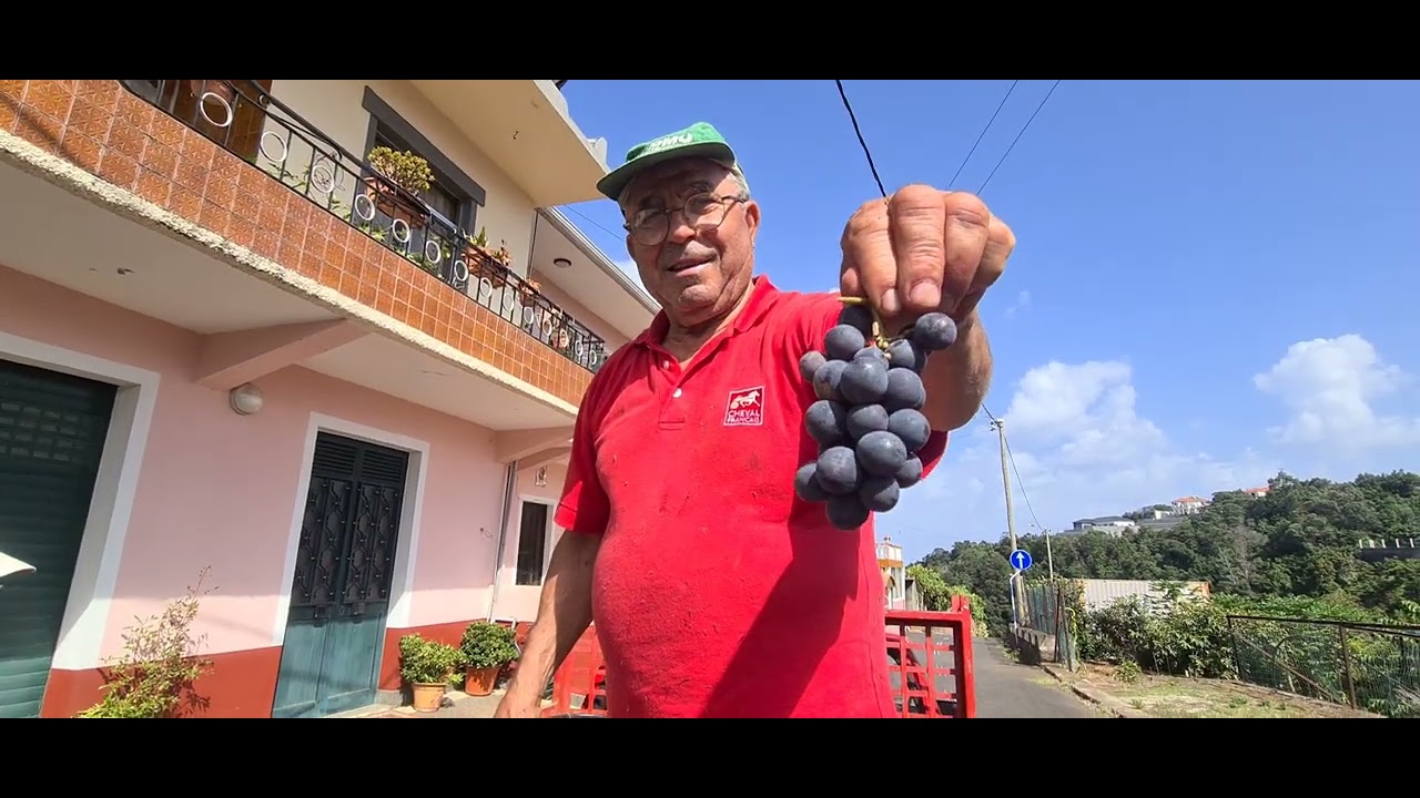 Apanhar uvas, na ilha madeira Portugal 