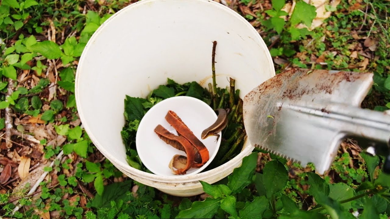 Đi bắt rắn mối cho rắn ráo ăn, thức ăn ưa thích của rắn ráo (Catching skink to feed snake)