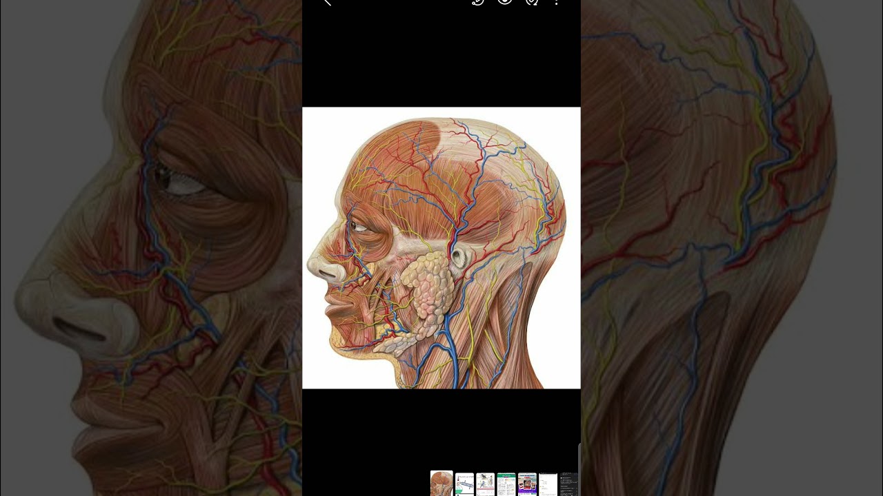 Human body / Are veins and nerves same or different? how do they work ?