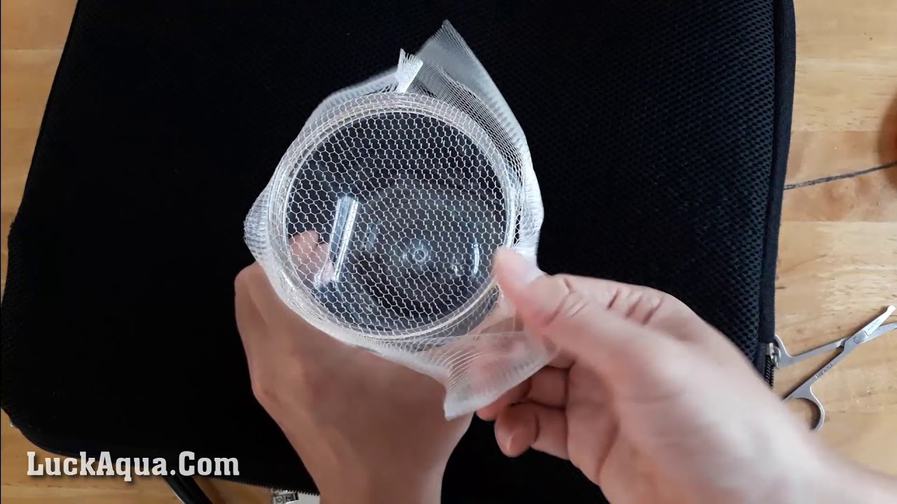 DIY Guppy Fish Breeding Box with Plastic Jar and Rubber Bands