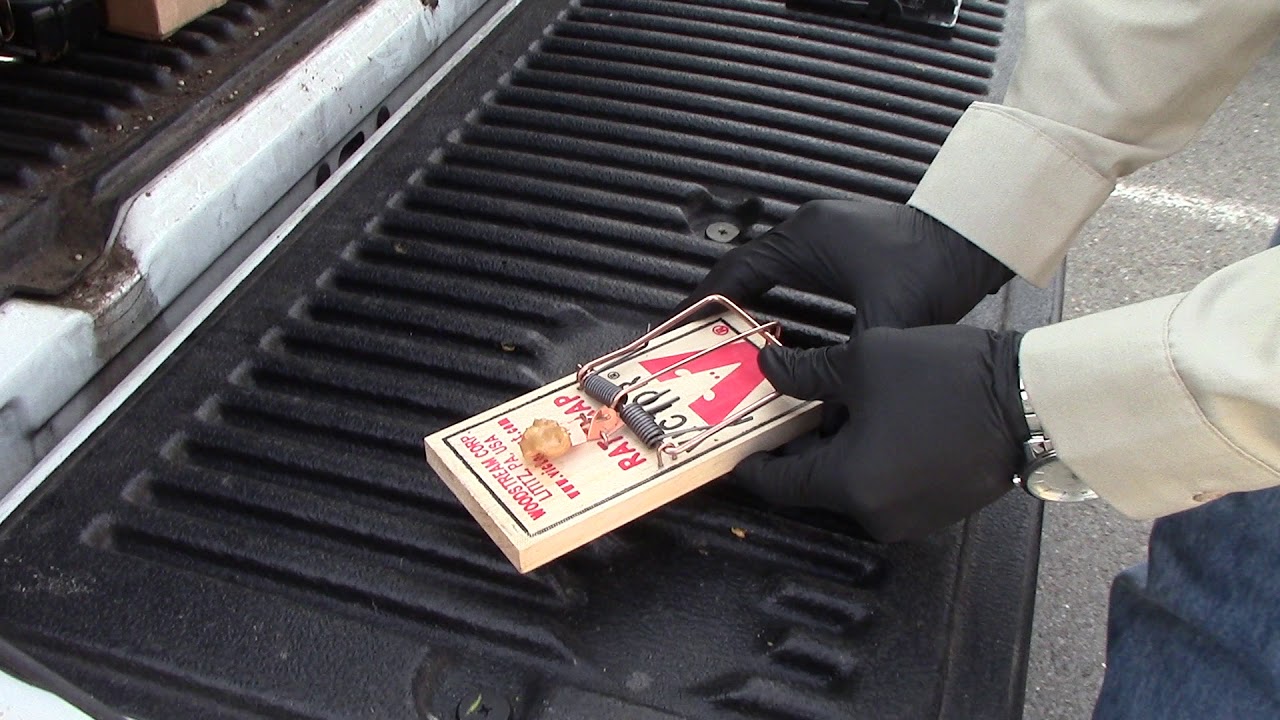 How To Set A Wooden Rat Trap -  Atco Pest Control