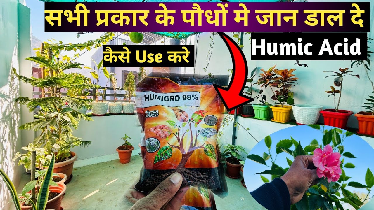 Humic Acid For Plants Growth | Humic Acid | Humic Acid का उपयोग कैसे करे | Rooftop Plants | Garden |