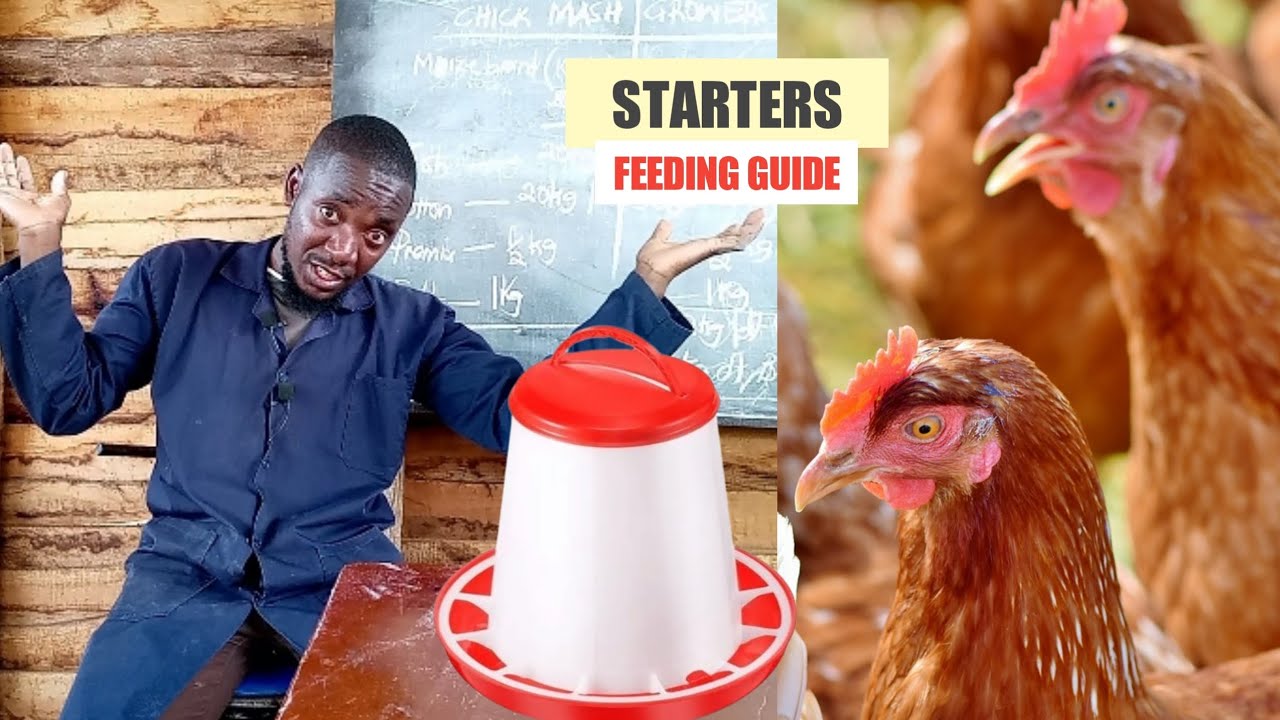 Detailed feeding guide for starters [ HOW TO FEED LAYER CHICKEN ]