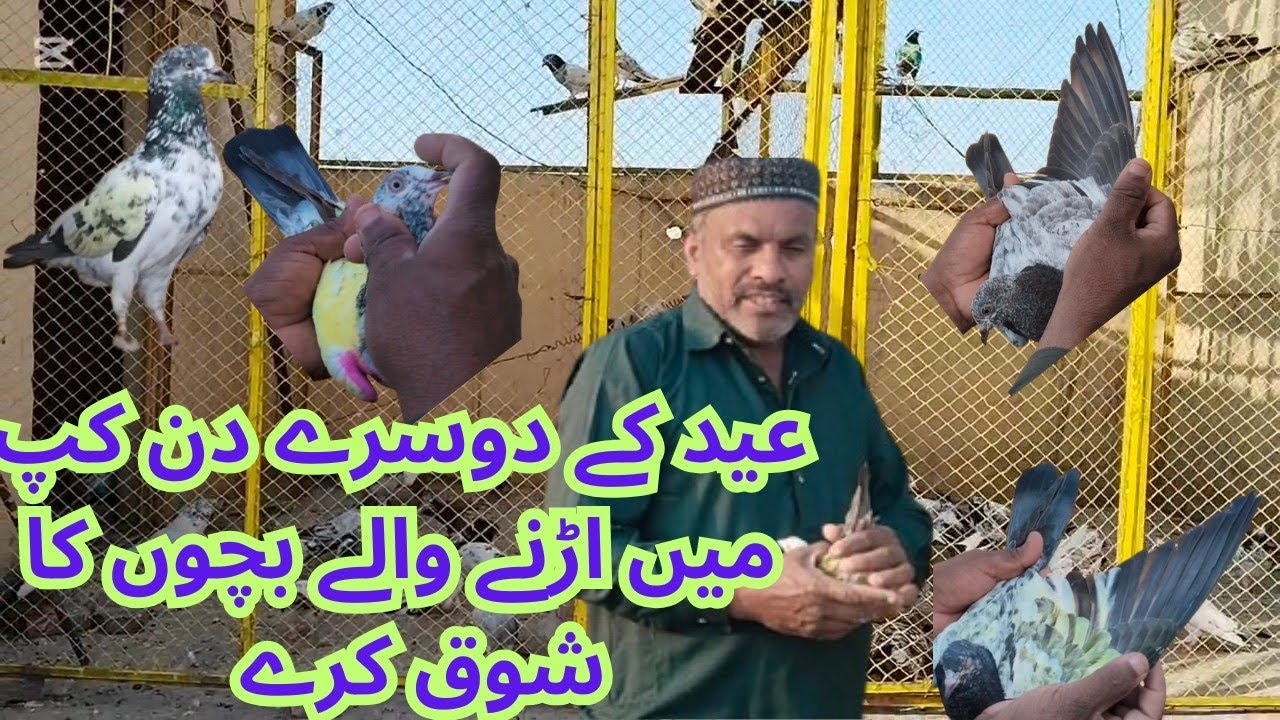 عید کے دوسرے دن کپ کے لیے اڑوالے  بچوں کا شو ق کریں 