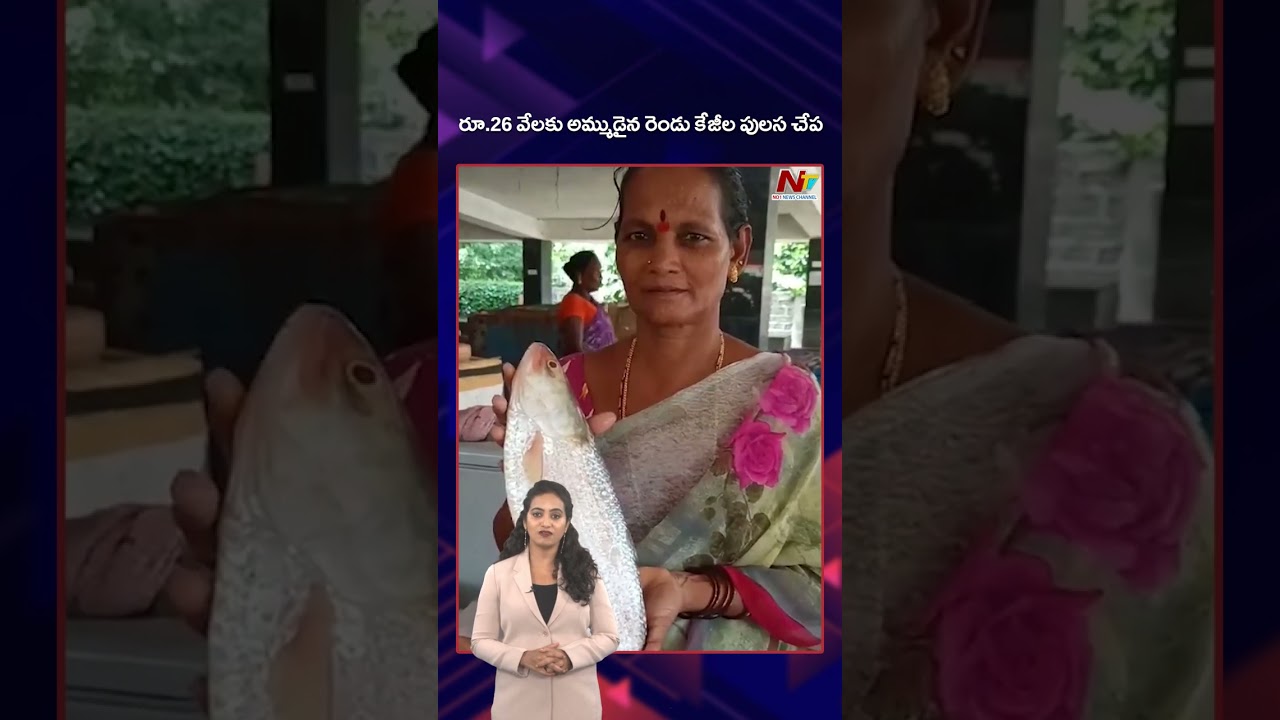 వామ్మో... పులస చేప రూ. 25 వేలు..! | Godavari's Famous Pulasa Fish Costs Rs 25000 | Ntv