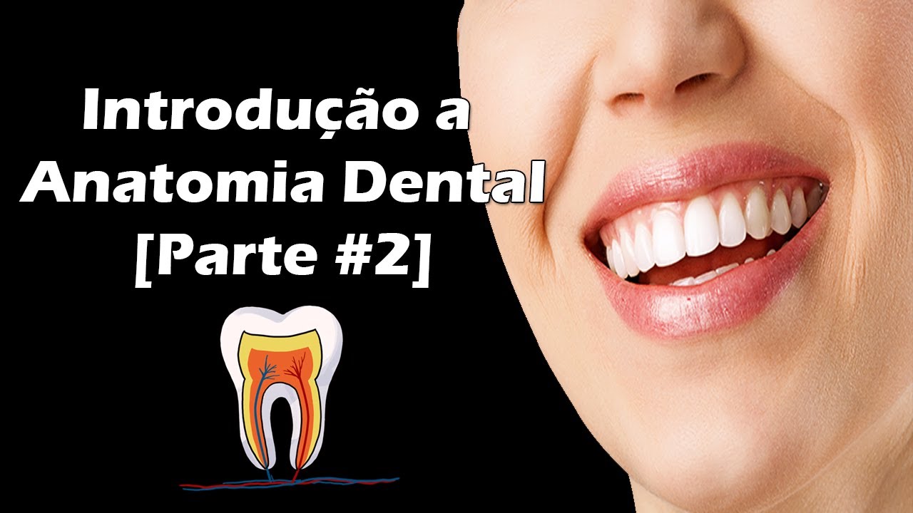 Introdução à Anatomia Dental - Numeração dos Dentes e Divisão do Dente em Terços [Parte 2]
