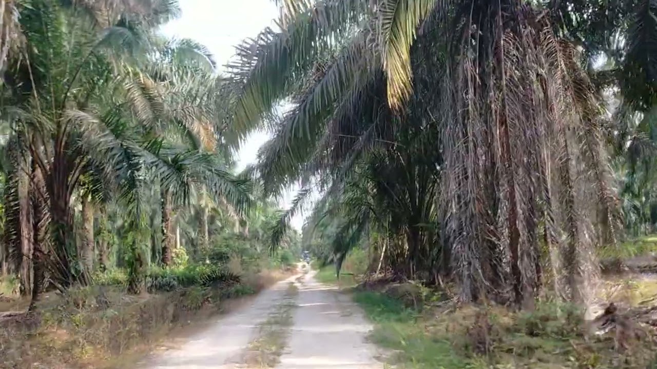 Suasana jalan kebun sawit#sawitriau