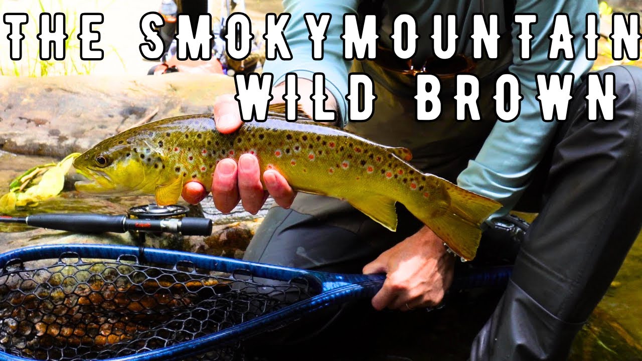My Big Smoky Mountain Brown Trout | Dang good Fly Fishing| A southern Fly Fishing Roadtrip