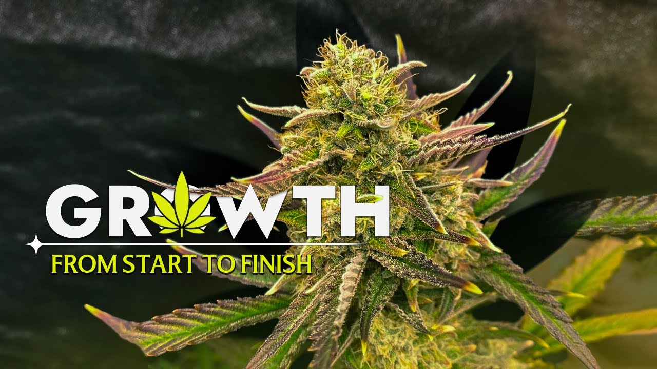 From Seed to Harvest |Gorilla Cookies & Guava &ndash; Cinematic Plant Documentary