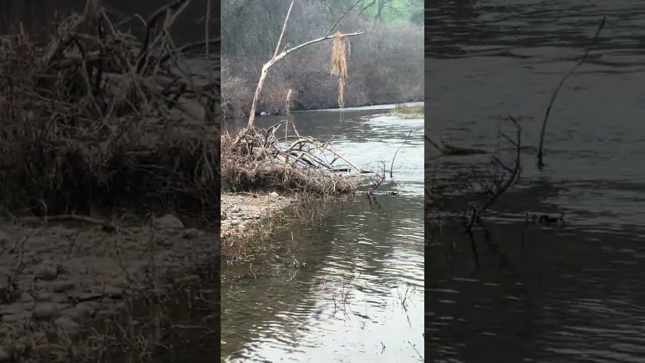 Me siento casi normal como antes 🙏🏼🐶🌹