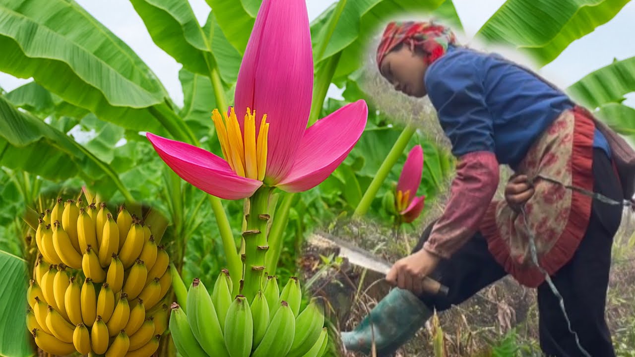 visit a girl's banana garden in the highlands | KIEU VAN TV