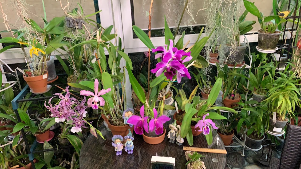 Второй прямой эфир. Орхидея Каттлея
