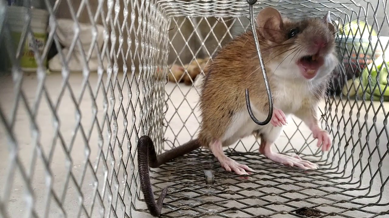 Scared Rat(1)