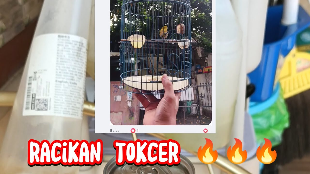 Racikan Tokcer Untuk Burung Pleci 