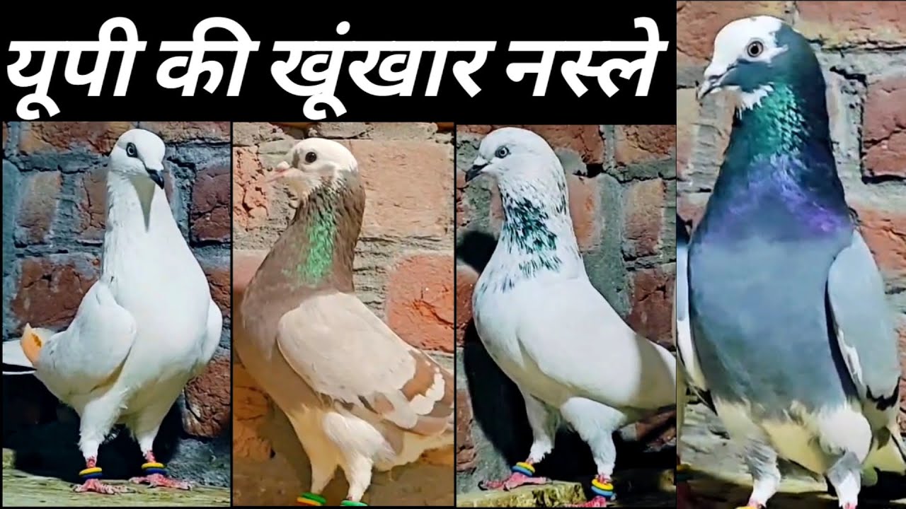 Sambhal Wala Kabootar! devbandi Original  Kabootar ! Top Kaldume Kabootar Arshad idrisi Pigeon 