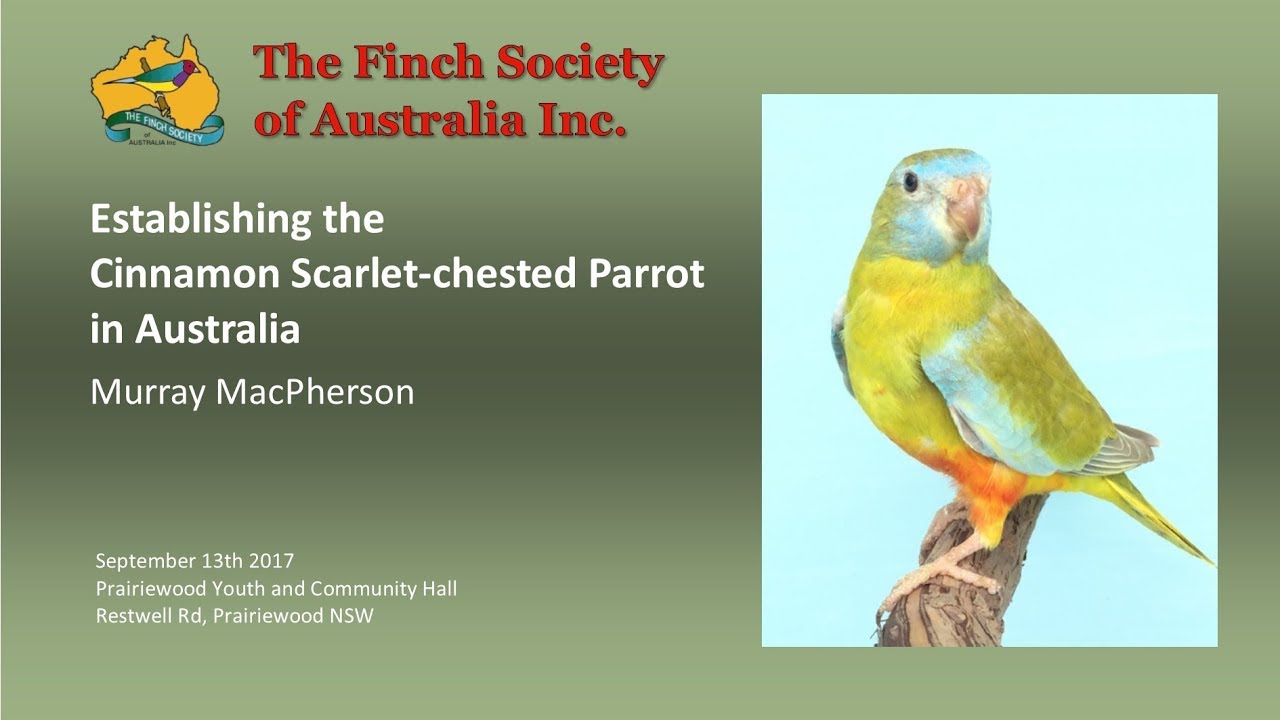 Establishing the Cinnamon Scarlet-chested Parrot in Australia