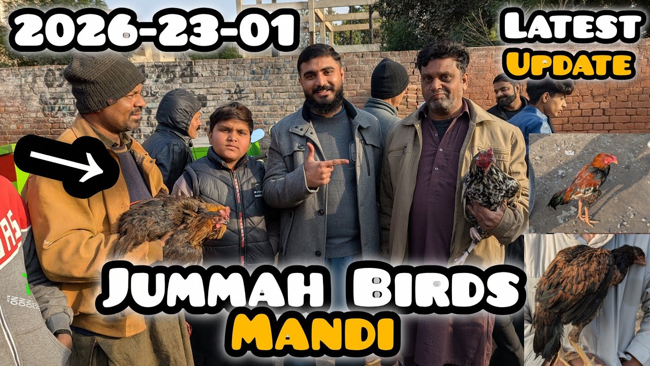 23-01-2026 Jummah Birds Mandi Visit And New Latest Update #Aseel lovers 💕